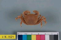 藏品(絨毛近方蟹)的圖片